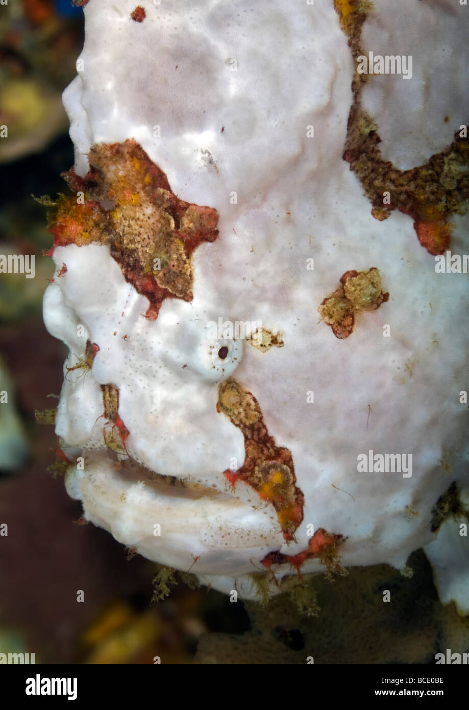 Portrait of a white Painted Frogfish on a coral reef in the Flores Sea near Komodo Island, Indonesia. Stock Photo