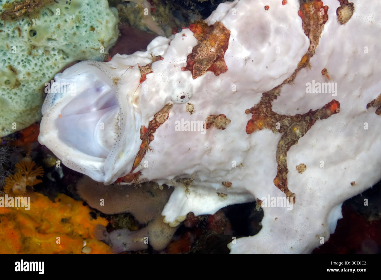 A white Painted Frogfish exhibits his gaping mouth on a coral reef in the Flores Sea near Komodo Island, Indonesia. Stock Photo