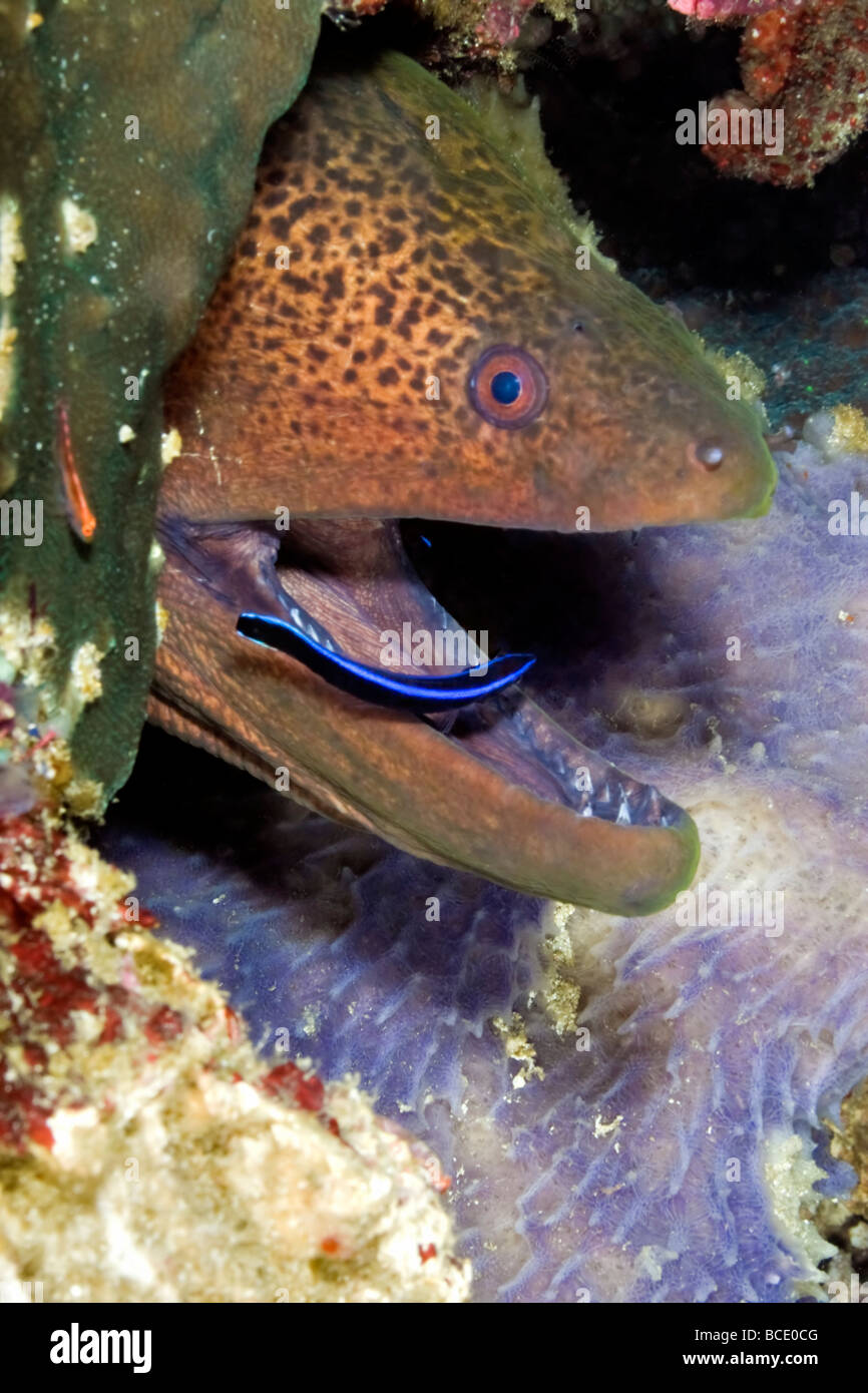 Giant moray moray gymnothorax javanicus and cleaner fish labroides