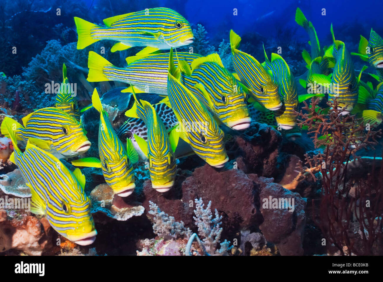 A school of Ribbon Sweetlips hug the coral reef in The Flores Sea near Komodo Island, Indonesia. Stock Photo