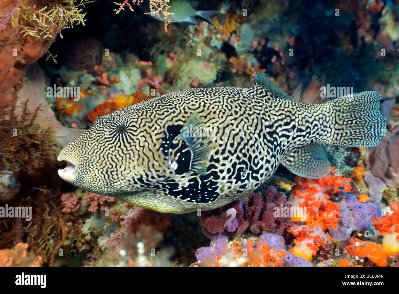 A Map Pufferfish glides by a coral reef near Komodo Island in the Flores Sea, Indonesia. Stock Photo