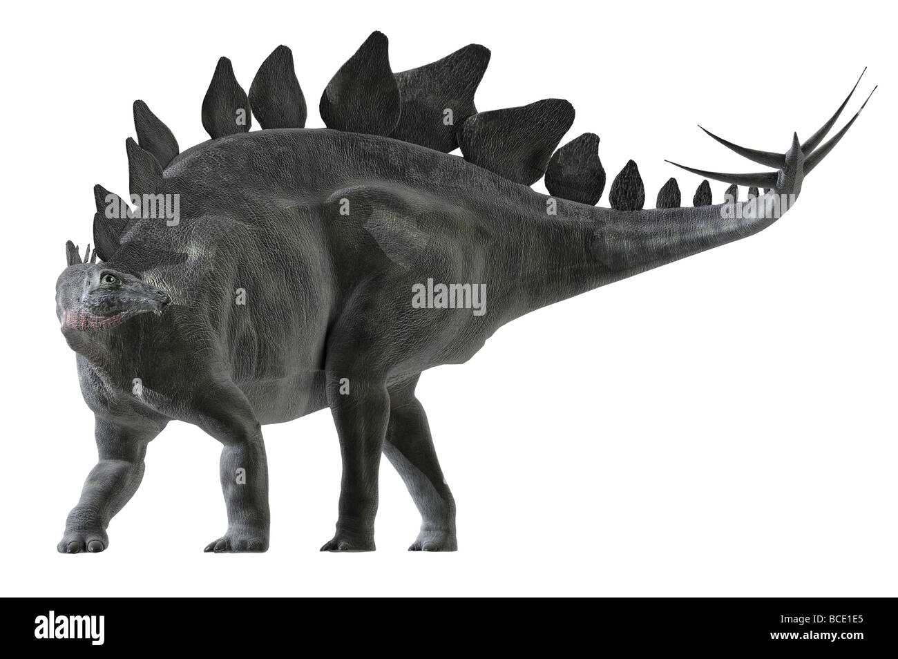 Stegosaurus Stenops was a large herbivore dinosaur from the Late Jurassic Period in western North America & Europe Stock Photo