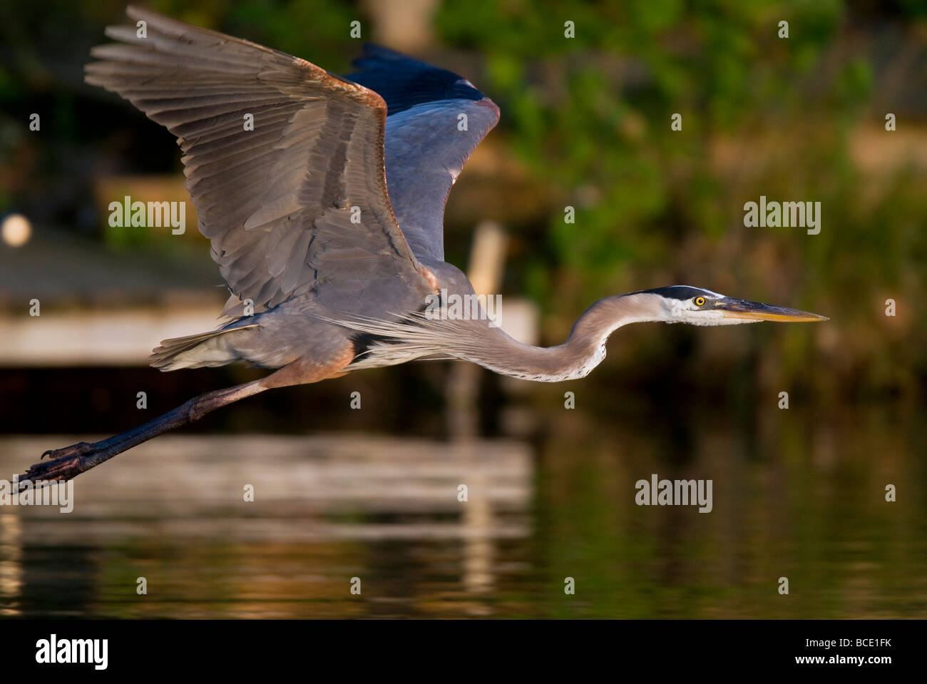 A great blue heron takes flight over Lake Windsor in Bella Vista, Arkansas, U.S.A. Stock Photo