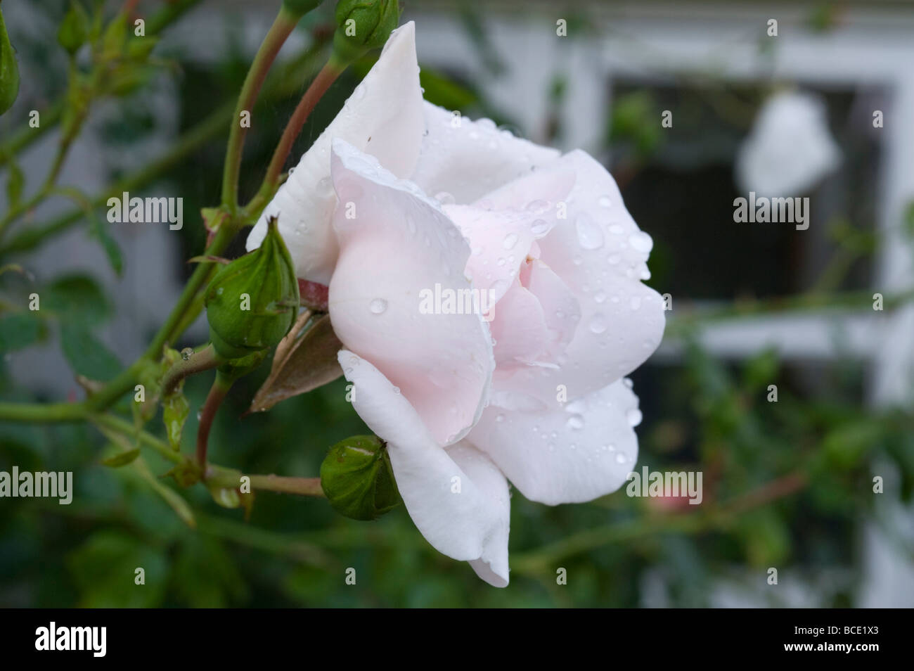 White rose with water droplets and a soft background Stock Photo