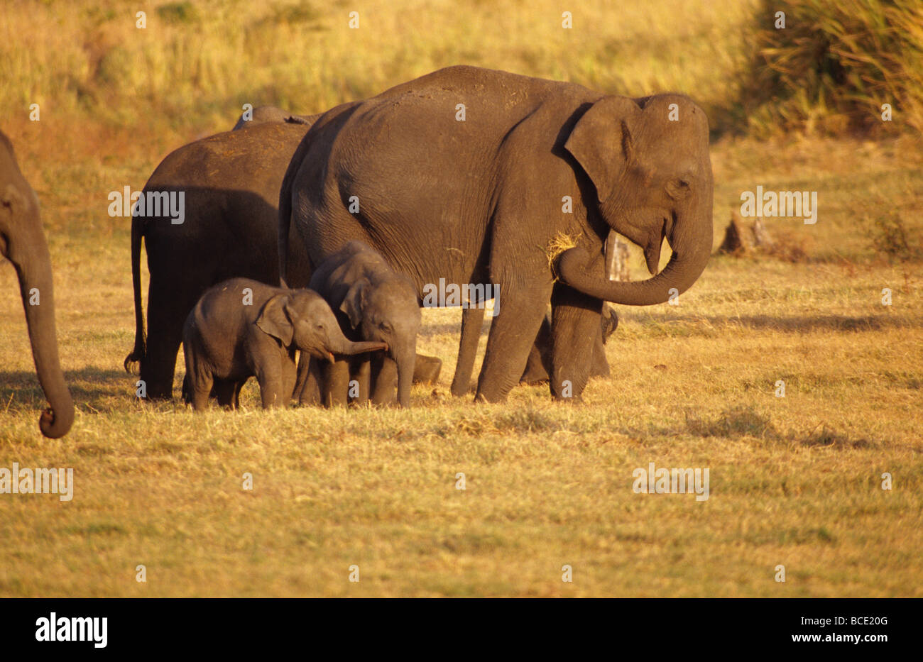 A tiny Asian Elephant calf touches another calf with its trunk. Stock Photo