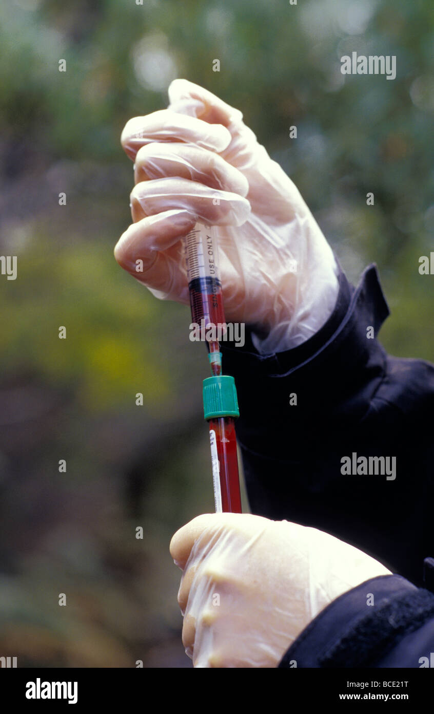 Placing Tasmanian Devil blood in a vial for research examination Stock ...