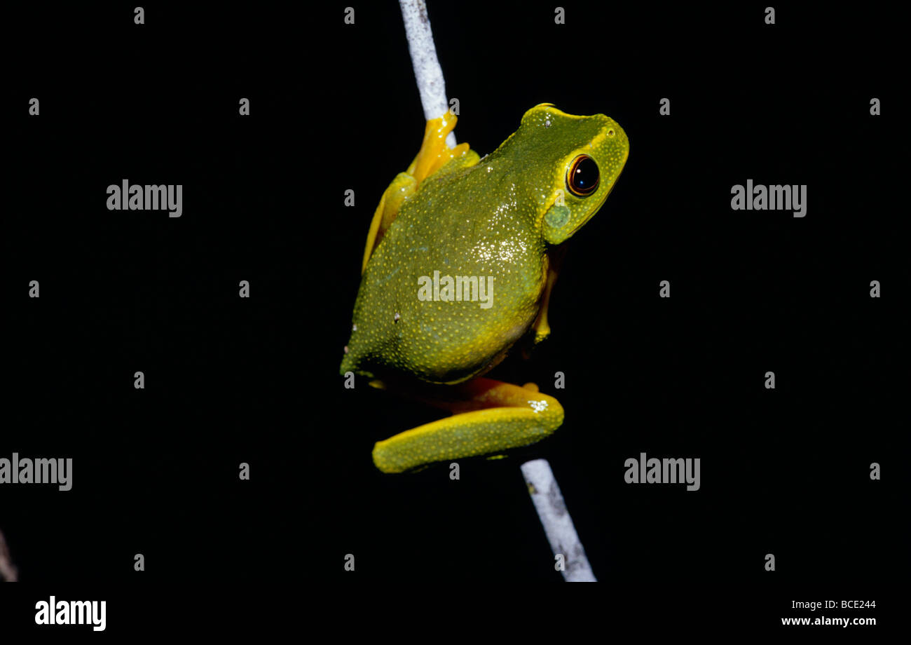 A Dainty Green Tree-frog climbing a thin twig at night. Stock Photo