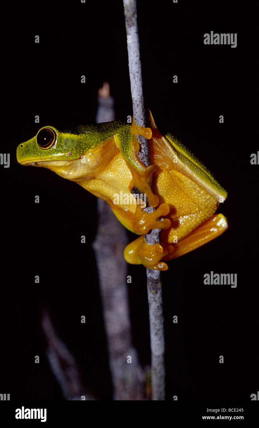 A Dainty Green Tree-frog climbing a thin twig at night. Stock Photo