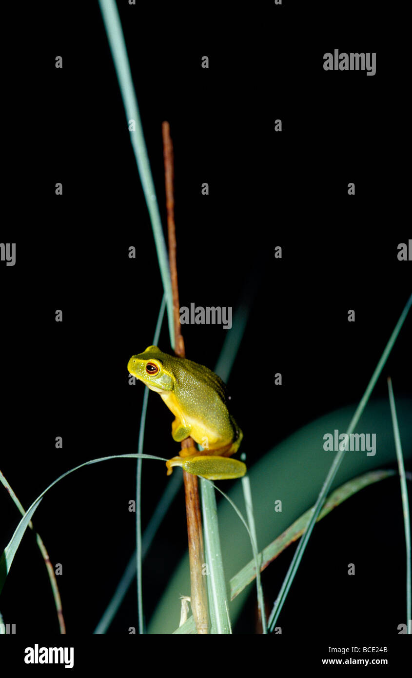 A Dainty Green Tree-frog climbing on wetland reeds at night. Stock Photo