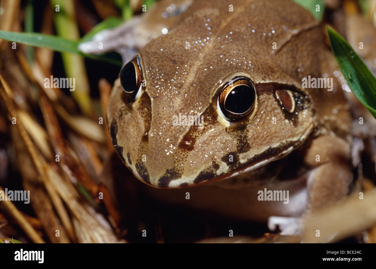 A portrait of an Eastern Snapping-Frog, Cycloram Novaehollandiae. Stock Photo