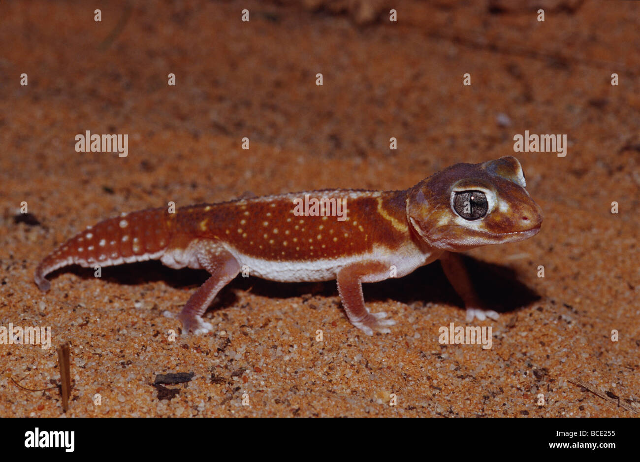 A Knob-tailed Gecko Nephrurus levis, hunting over red sand dune. Stock Photo