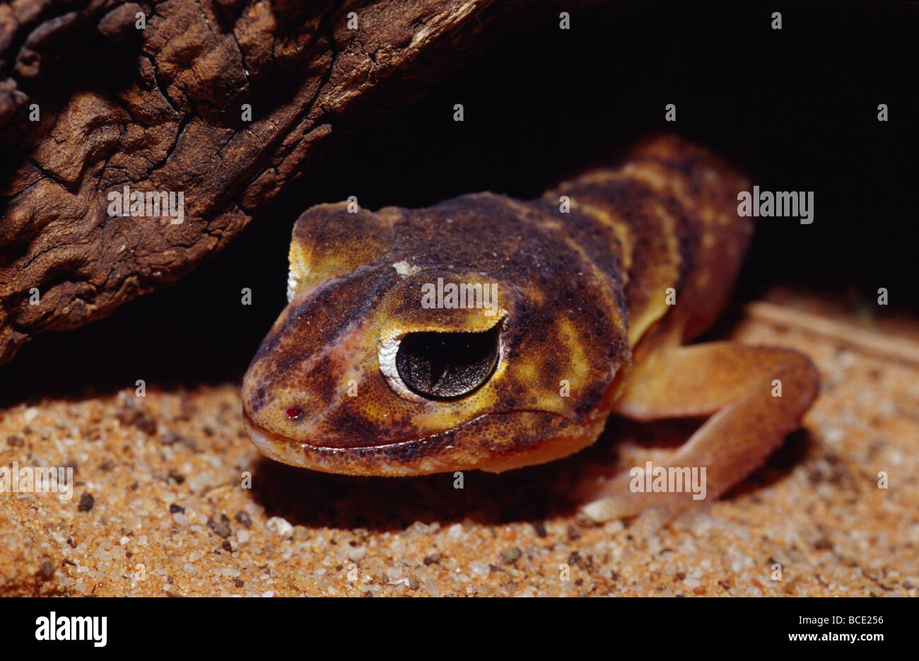 A Knob-tailed Gecko Nephrurus levis, hunting in a hollow log. Stock Photo