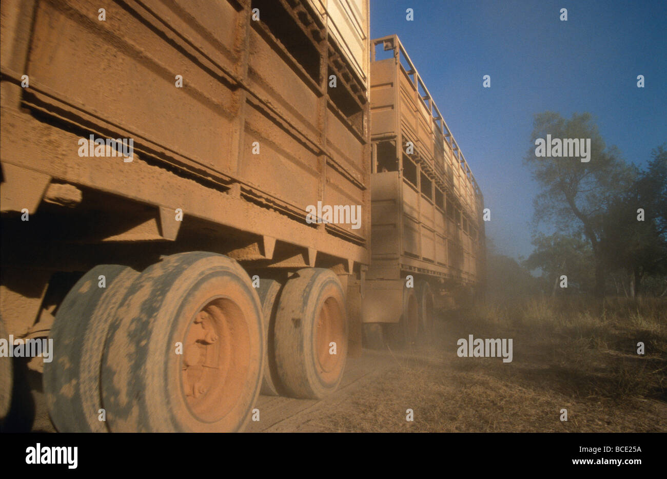 An outback road train truck carrying cattle to the beef markets. Stock Photo