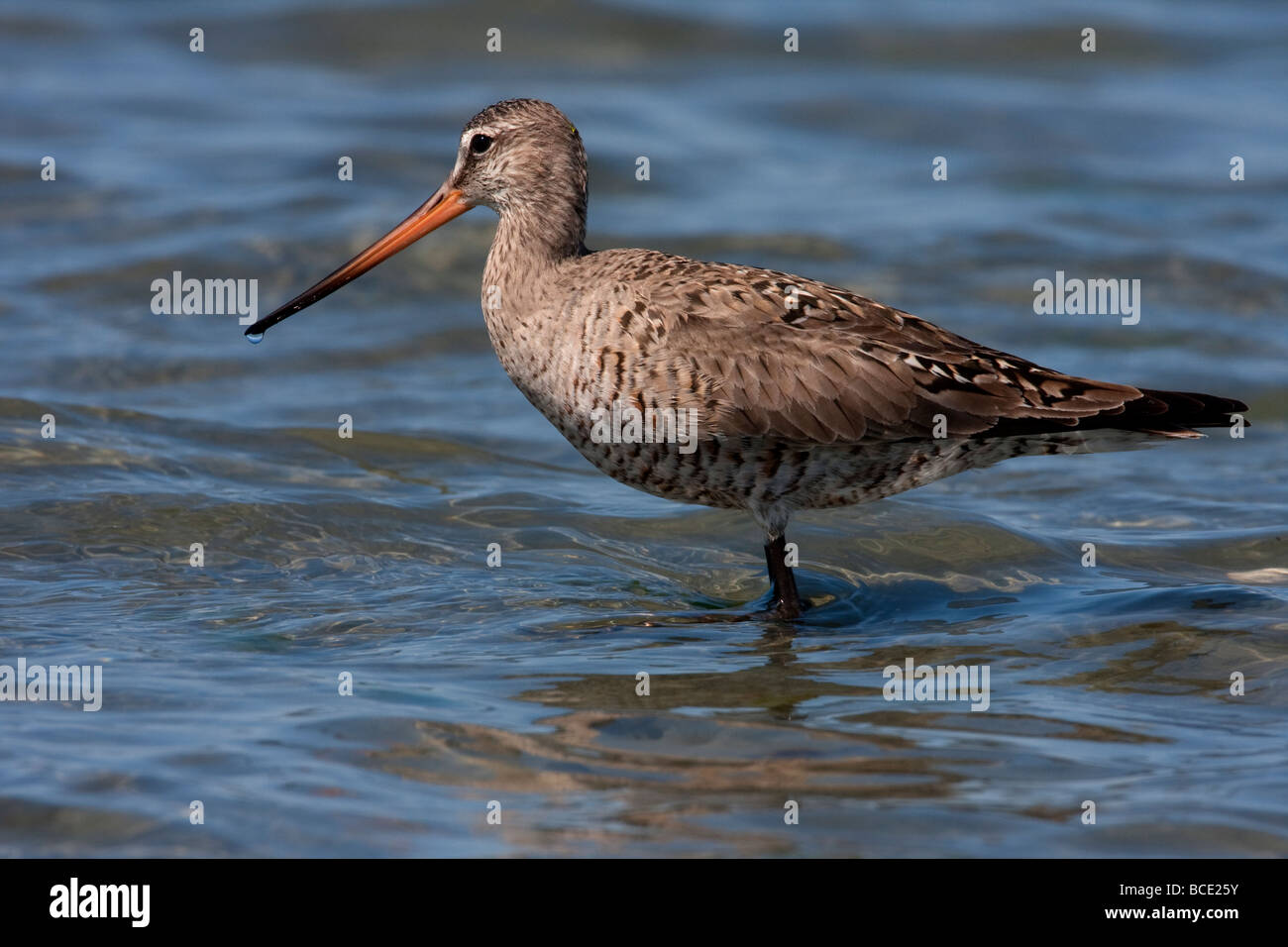 Hudsonian Godwit Limosa haemastica standing along shoreline at Rathtrevor Beach Parksville Vancouver Island BC in May Stock Photo