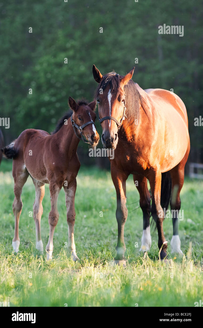 Mare and foal Stock Photo - Alamy