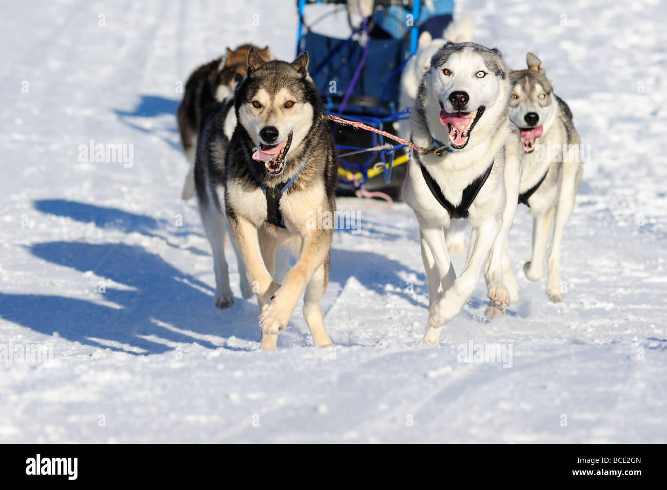 Details of a sled dog team in full action heading towards the camera ...