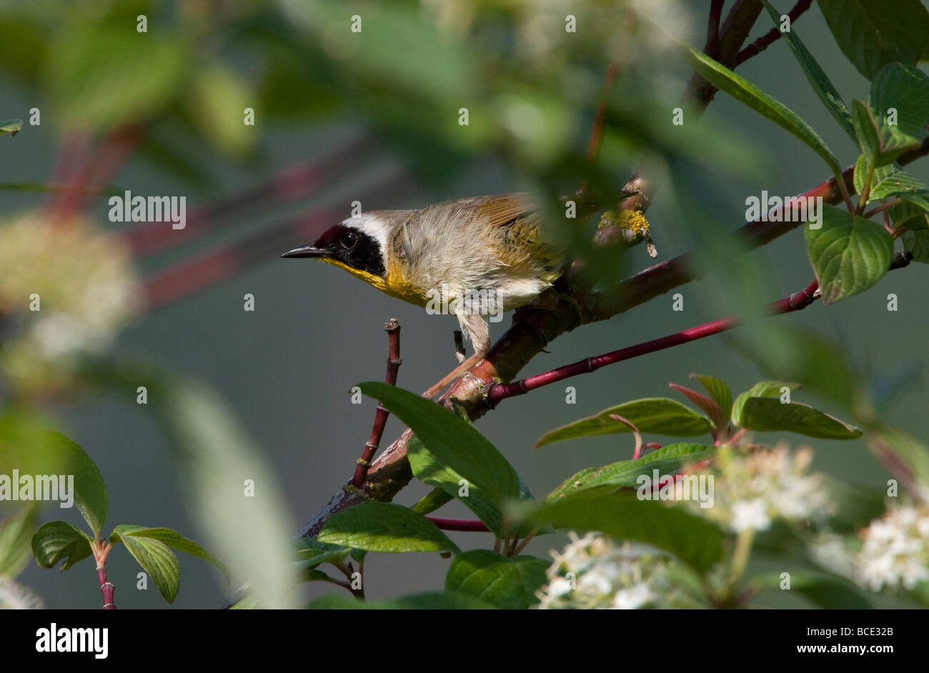 Common Yellowthroat Geothlypis trichas perched in a bush at Buttertubs Marsh Nanaimo Vancouver Island BC in June Stock Photo