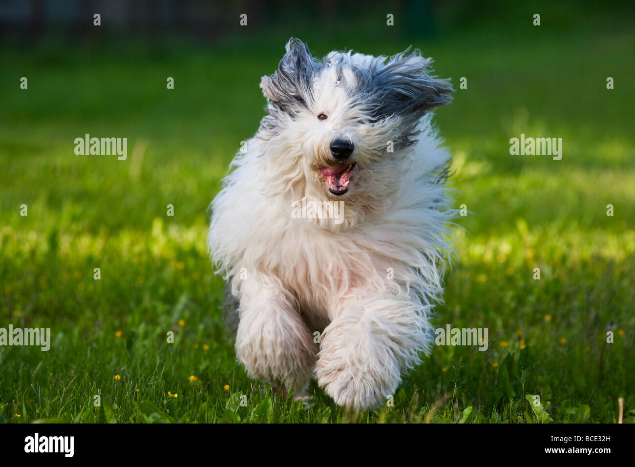 Old English Sheepdog Resting In Green Grass Stock Photo, Picture