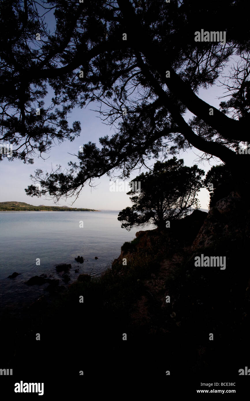Silhouetted trees at Barca Bruciata beach near Tanca Manna North Eastern Sardinia, Italy Stock Photo