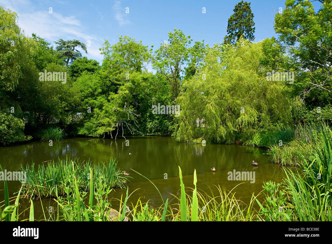 Village pond, Slindon, West Sussex, UK Stock Photo