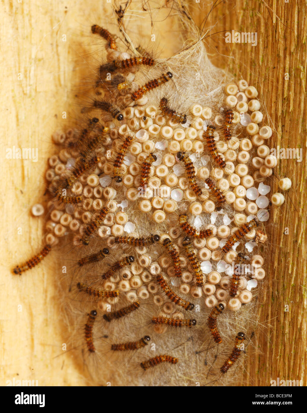 Caterpillars emerging from their eggs Stock Photo