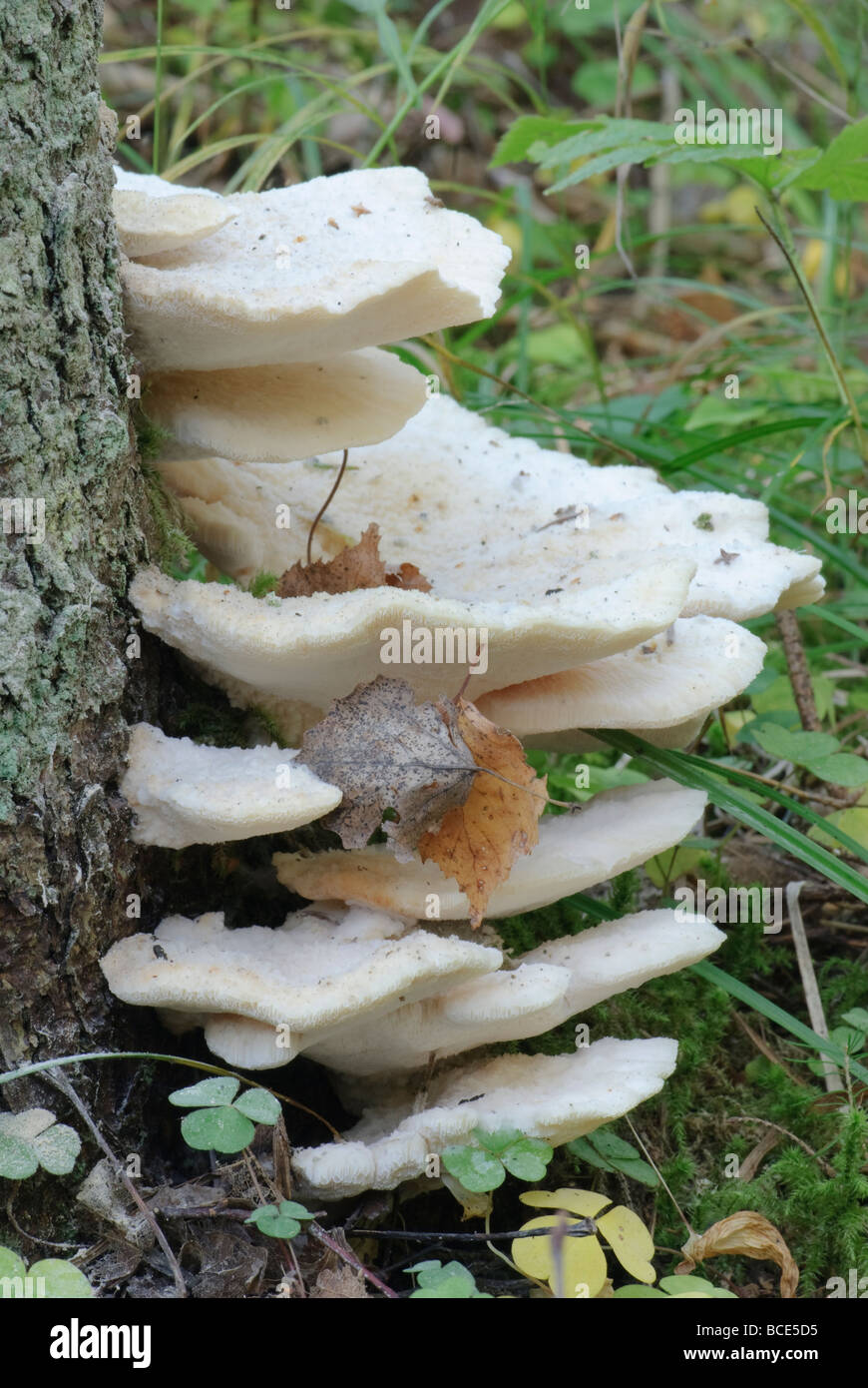 A group of bracket-fungi Tyromyces stipticus Stock Photo