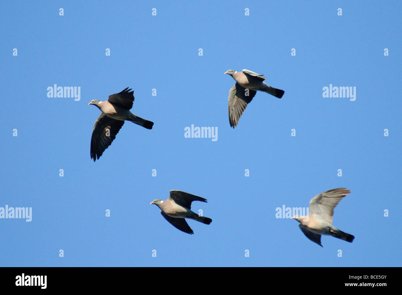 Four migration Woodpigeons Columba palumbus in flight Stock Photo