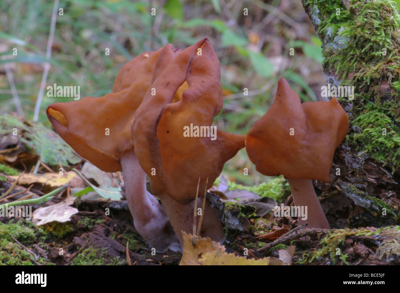 Mushrooms Saddle-shaped False Morel Gyromitra infula Stock Photo