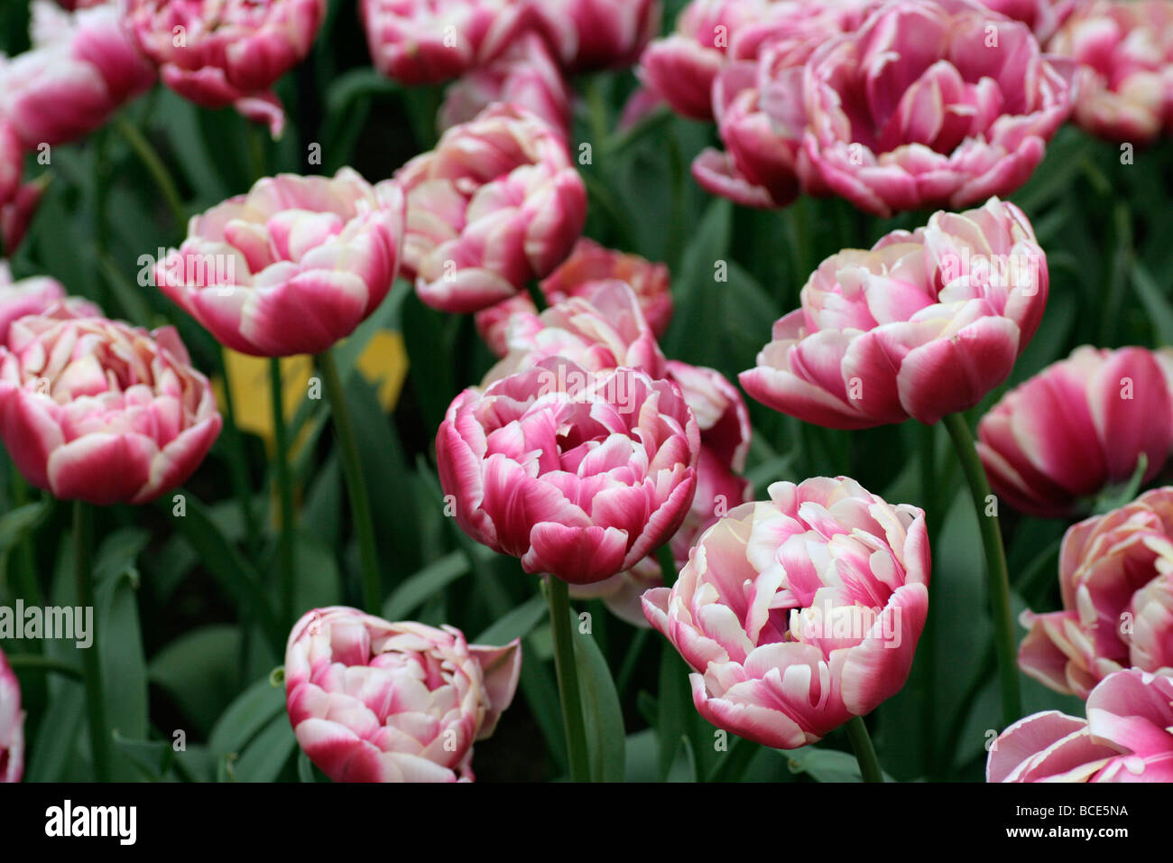 Colourful tulips at Keukenhof in Holland Stock Photo - Alamy