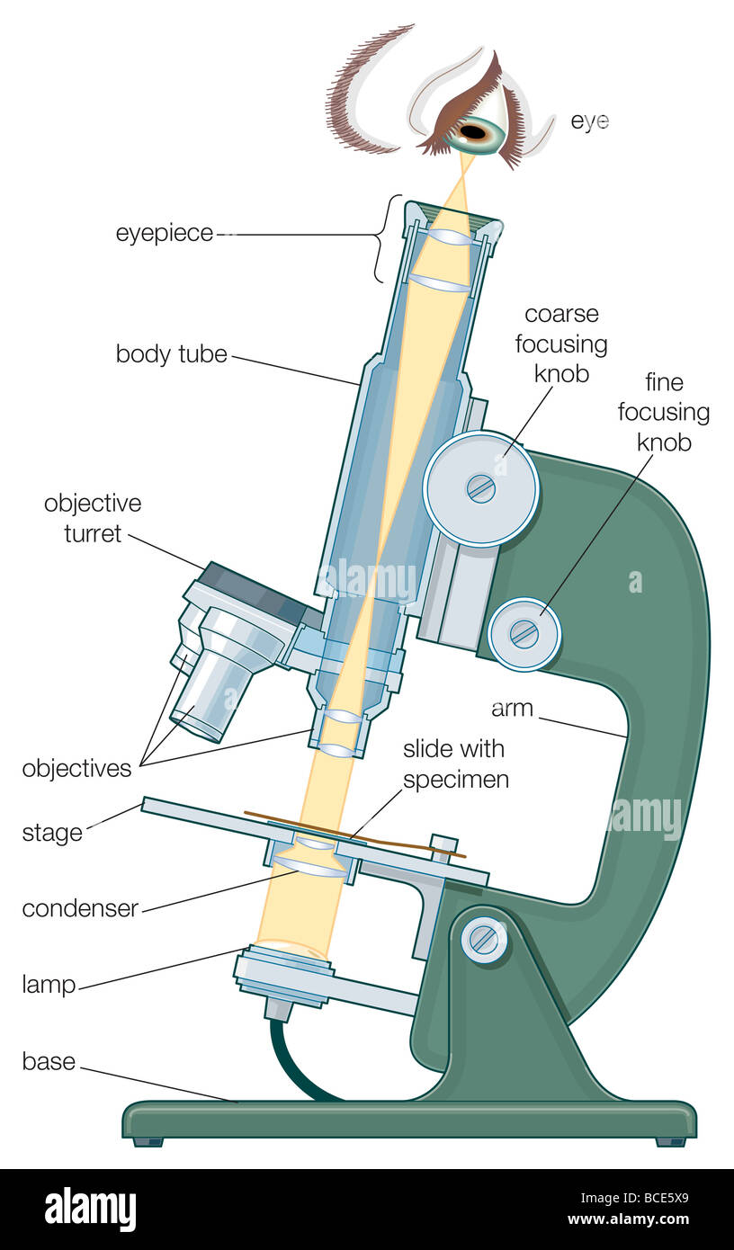 Compound Microscope - Types, Parts, Diagram, Functions and Uses -  Laboratoryinfo.com