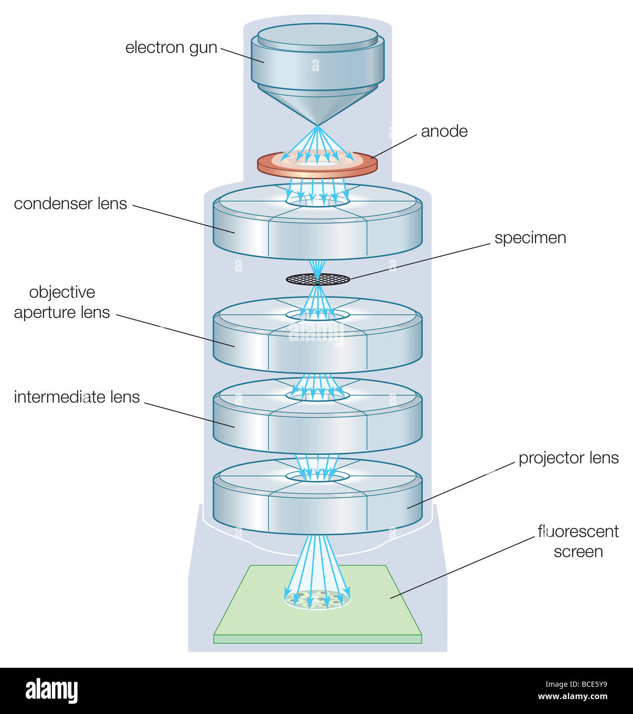 The components of a transmission electron microscope (TEM). Stock Photo