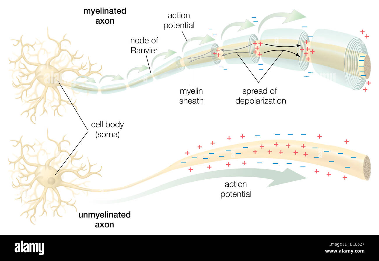 The conduction of the action potential across a myelinated and an unmyelinated axon. Stock Photo