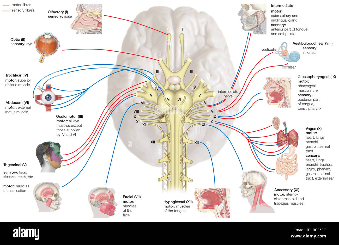 The human cranial nerves and their areas of innervation. Stock Photo