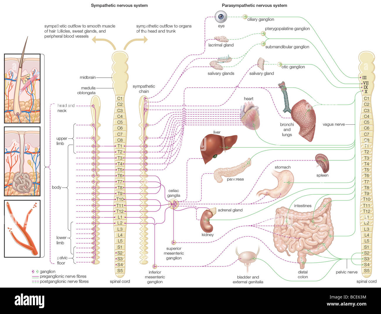 Diagram of the autonomic nervous system, showing distribution of sympathetic and parasympathetic nerves to the human body. Stock Photo