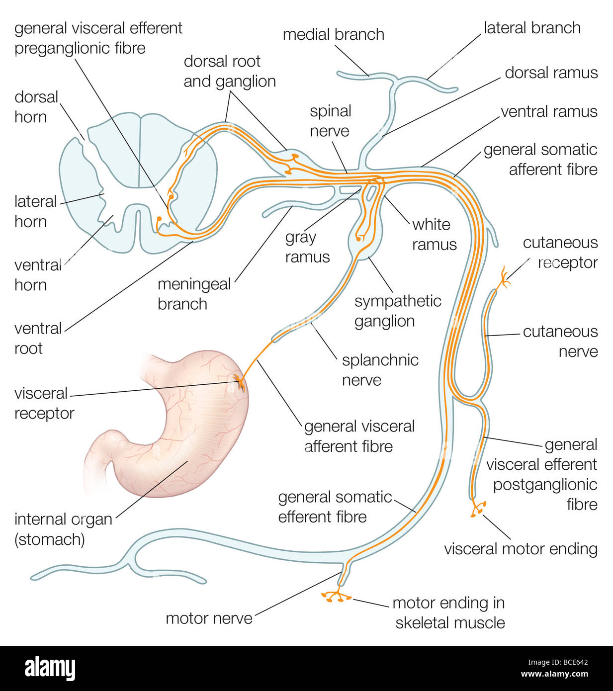 The structures of a typical spinal nerve. Stock Photo