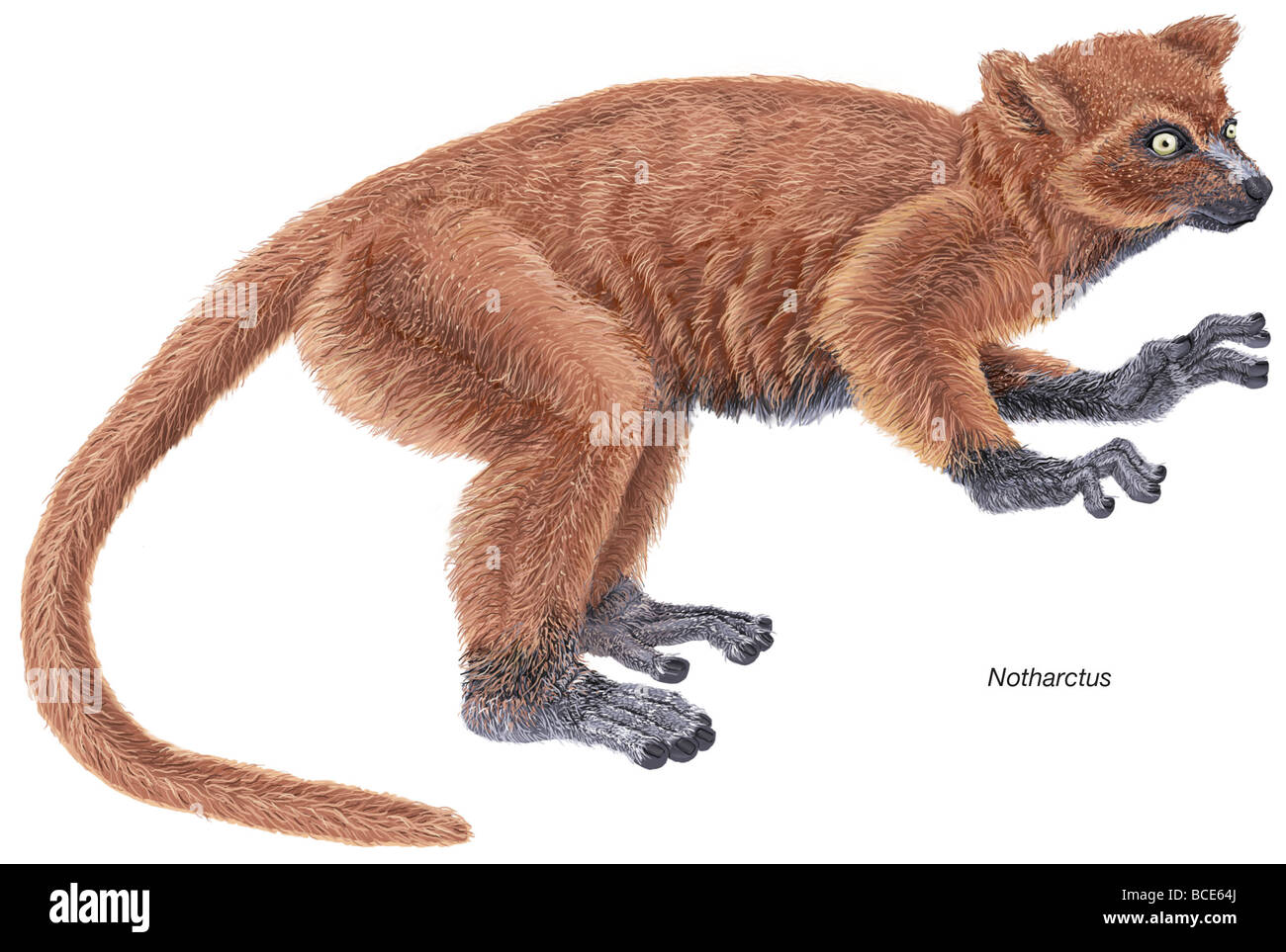 Notharctus, an extinct genus of small primates from the Eocene Epoch that shares many similarities with modern lemurs. Stock Photo