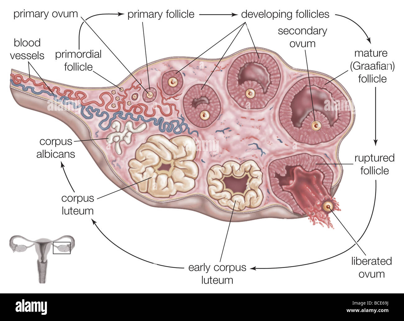 The steps of ovulation: a primordial follicle grows and matures, before being released by the ovary into the fallopian tube. Stock Photo