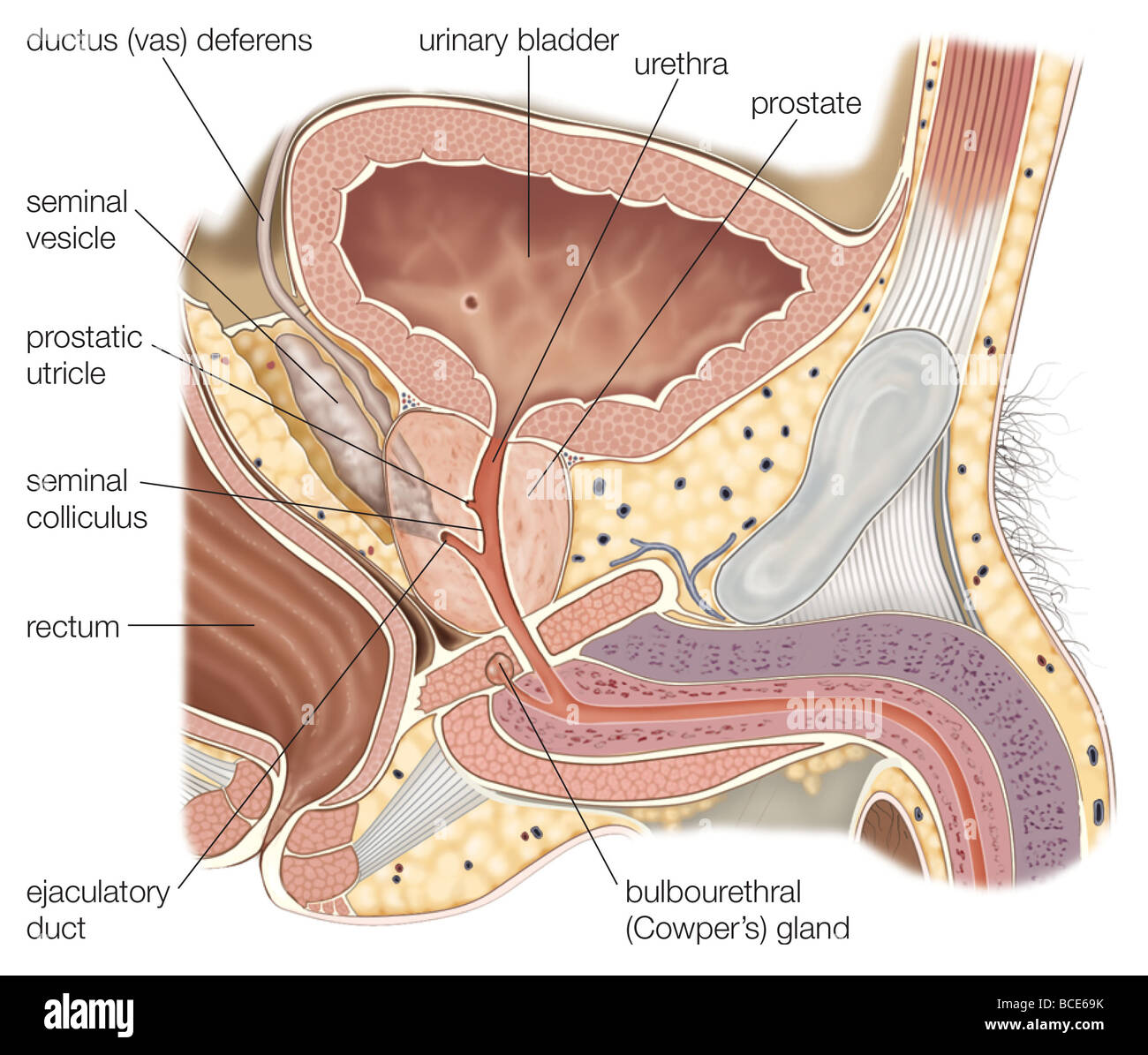 Sagittal section of the male reproductive organs, showing the prostate gland and seminal vesicles. Stock Photo