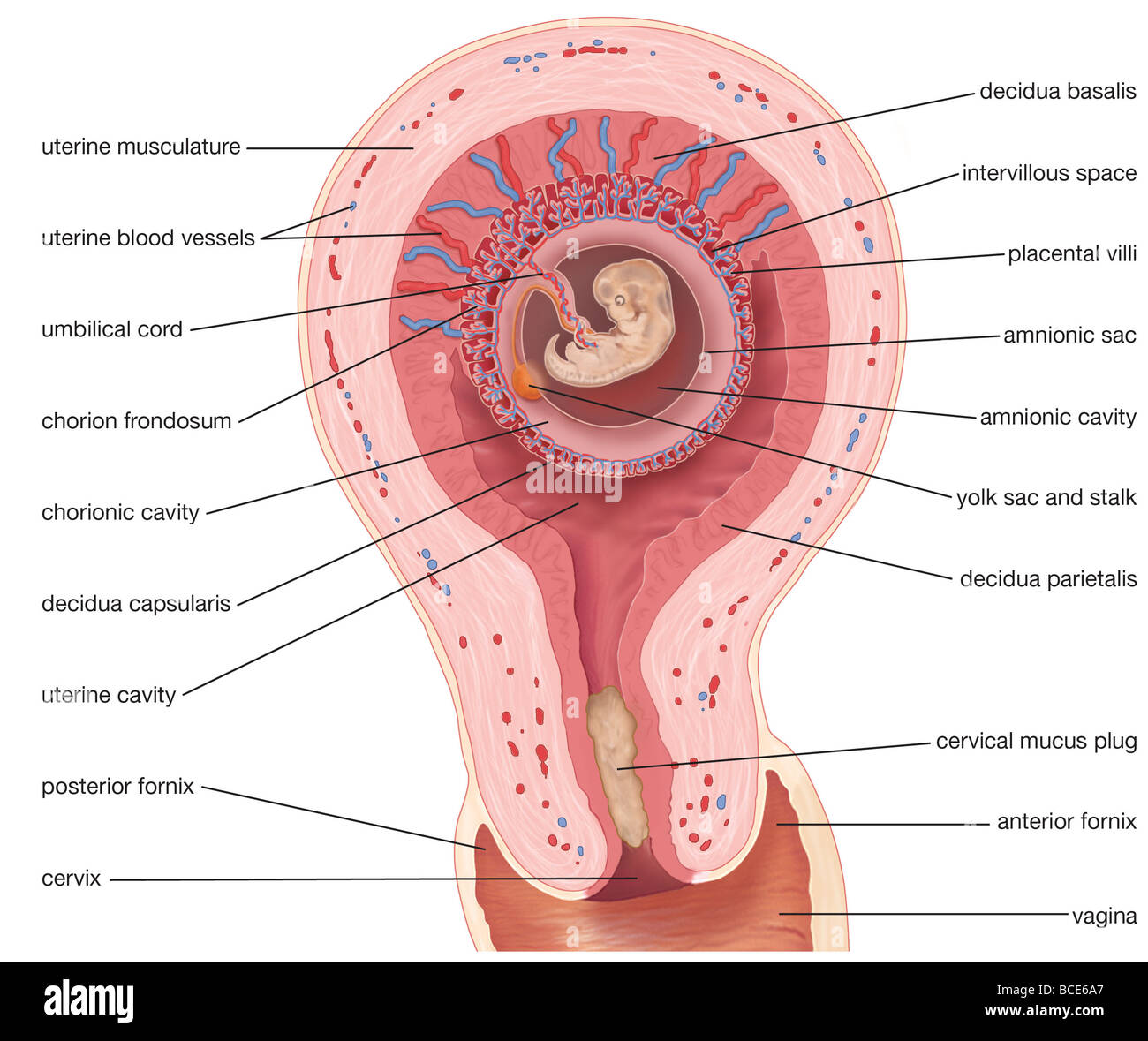 Diagram Of Human Uterus During The Seventh Week Of Pregnancy. and. 