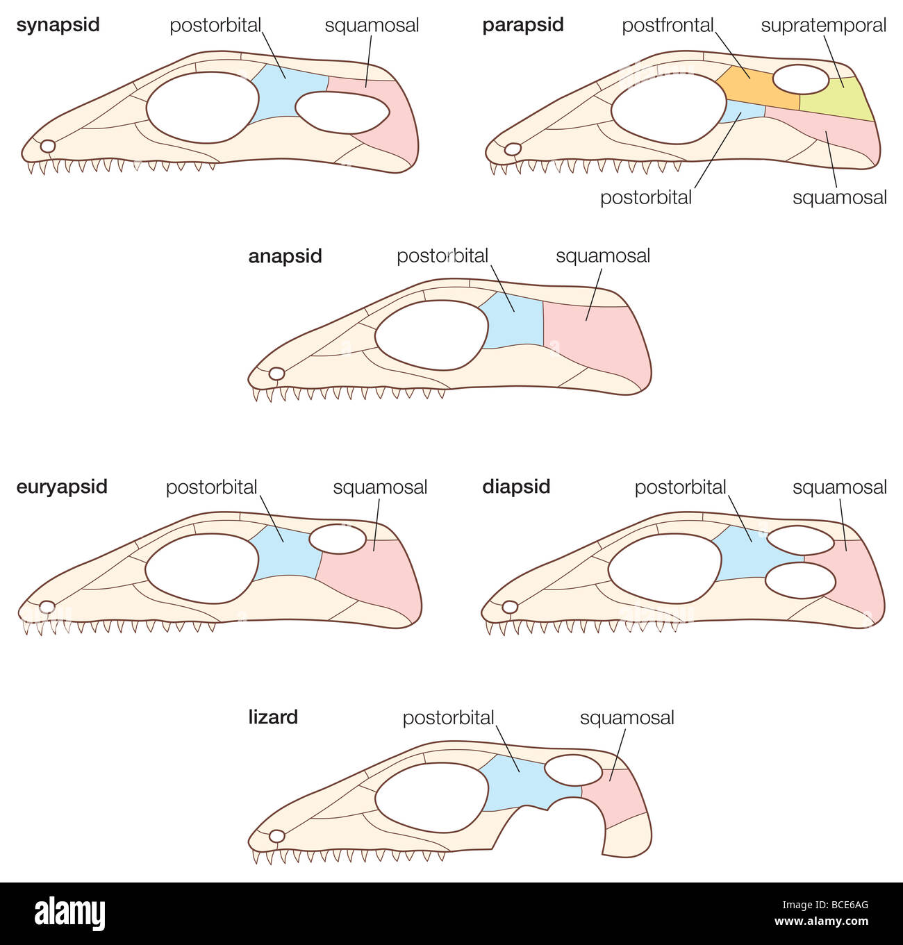 Different types of reptilian skulls. Stock Photo