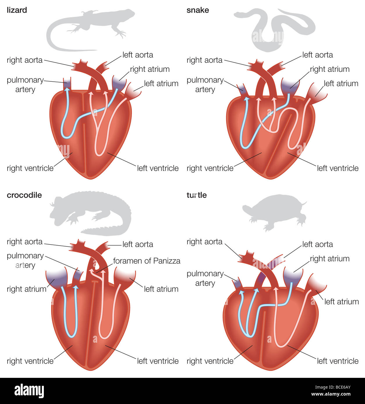 Types of reptilian hearts: lizard, snake, crocodile, and turtle. Stock Photo