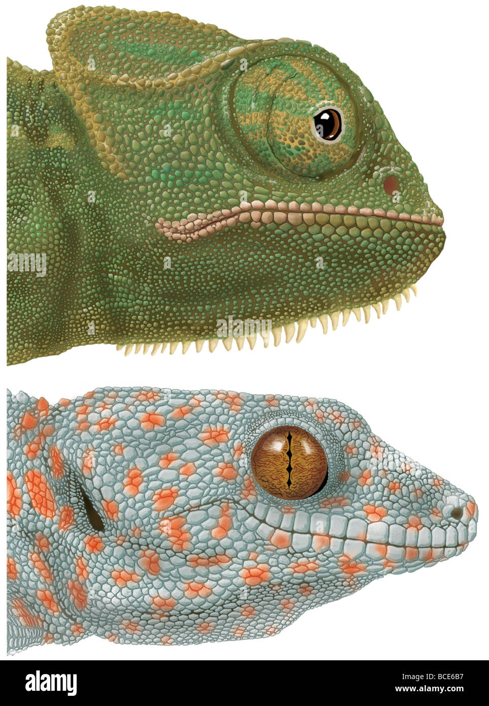 Specialized eyes of the chameleon (Chamaeleo) and the gecko (Gekko). Stock Photo
