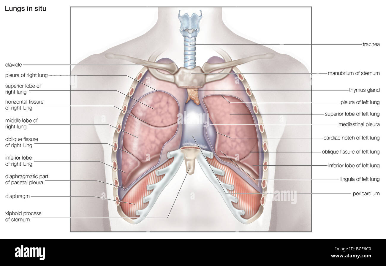 Diagram of the human lungs in situ. Stock Photo