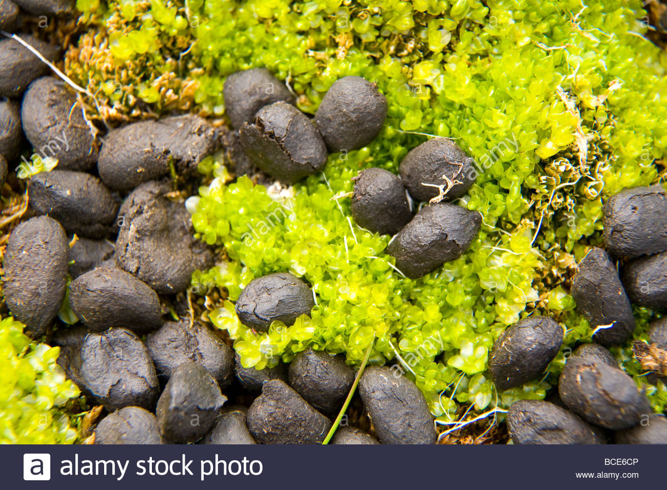 Reindeer droppings dot the moss in the tundra. Stock Photo