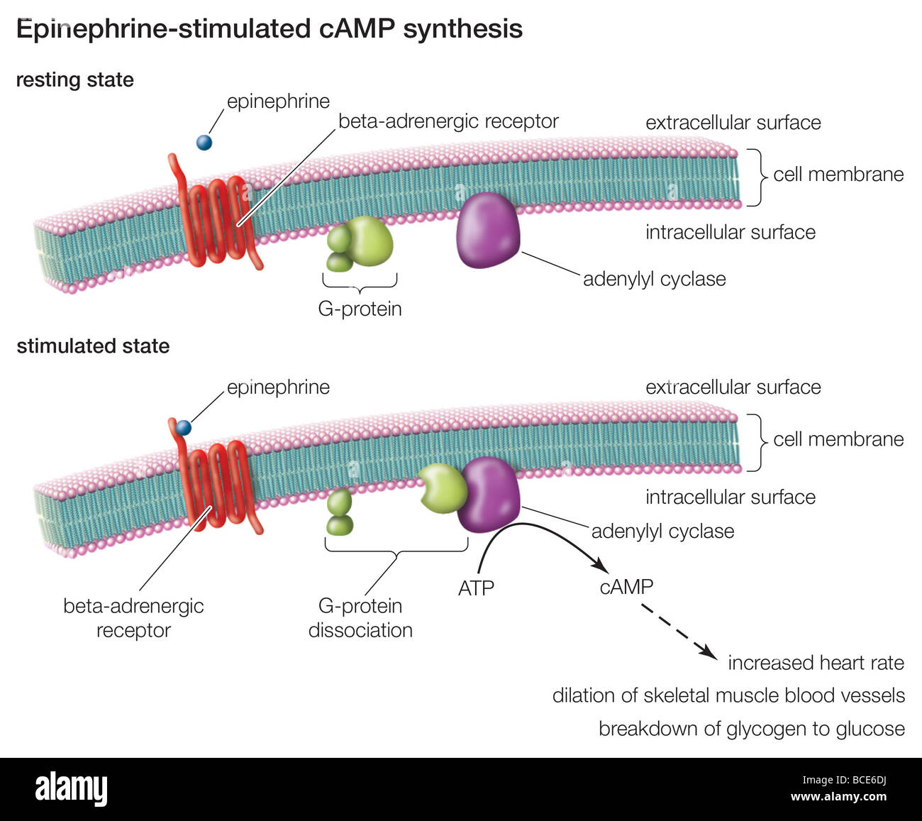 cyclic amp often causes activation of cyclic amp often causes activation of
