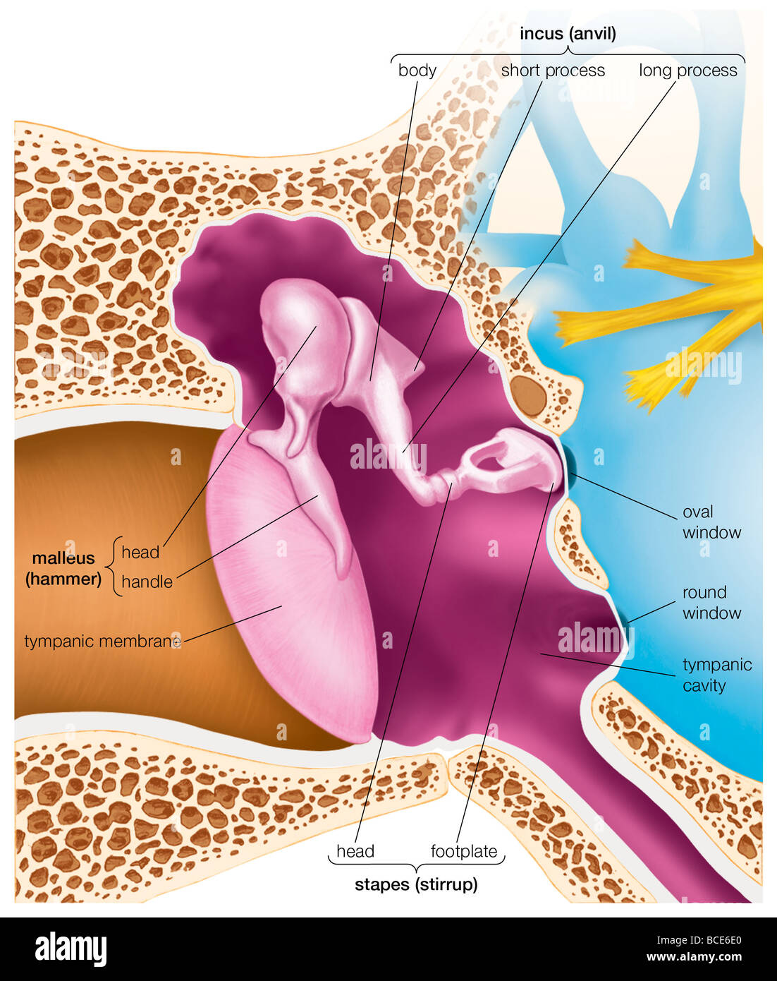 Detail of stapes human middle ear bone - Stock Image - C005/8798