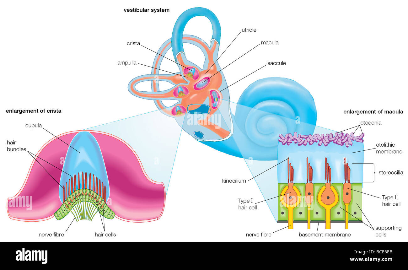 The membranous labyrinth of the vestibular system, which contains the organs of balance: the cristae and the maculae. Stock Photo