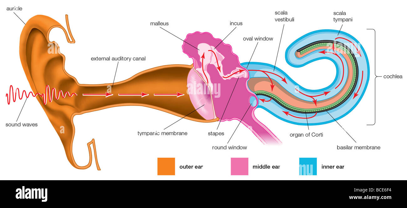 auditory canal function