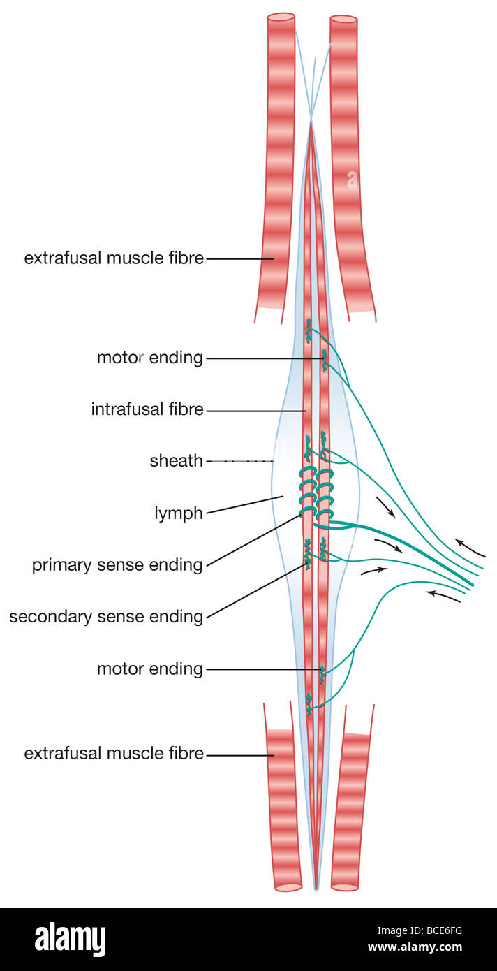 Diagram of a mammalian muscle spindle. Stock Photo