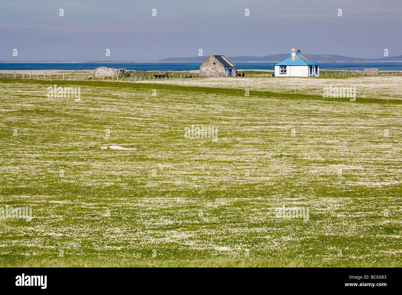 White bungalow and daisy field at Aird near Culla Bay, Benbecula, Scotland Stock Photo